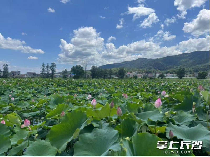 澄澈蓝天之下，田田荷叶随风舒展摇曳，一池亭亭粉荷掩映其间，风姿娉婷、温婉雅致。均为长沙晚报通讯员 曹娅婕 黄甜 供图