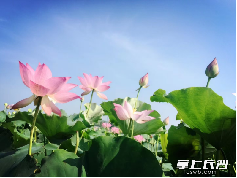 浏阳市大瑶镇汇丰村百荷源生态家庭农场的荷塘。