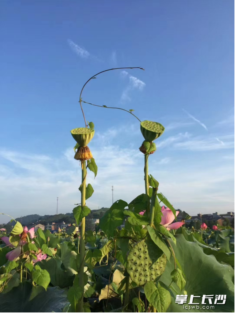 新鲜莲蓬坚持现摘现卖，从源头处保证新鲜口感。