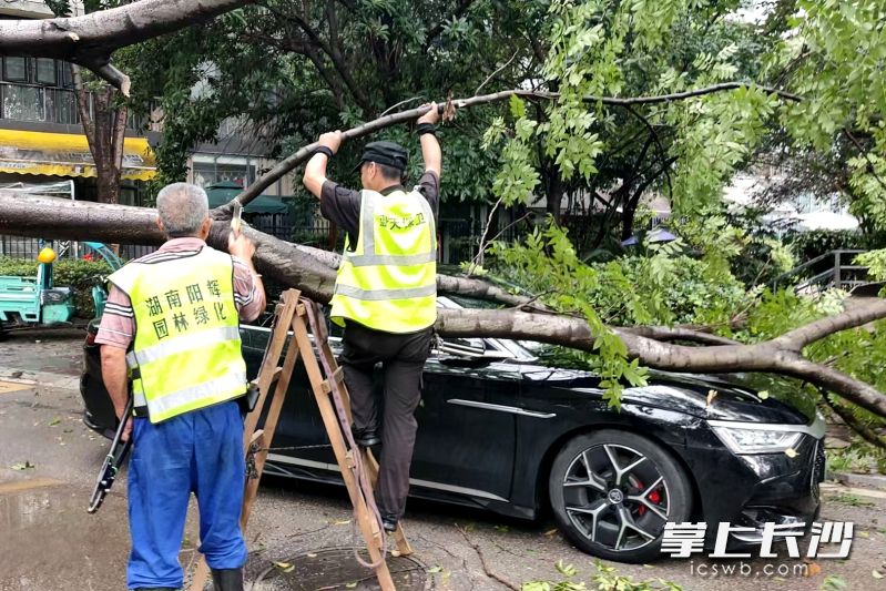 新区绿化应急队伍利用雨停间隙紧急抢险，及时处理倒伏树木和断枝。通讯员 冯莹洁 供图