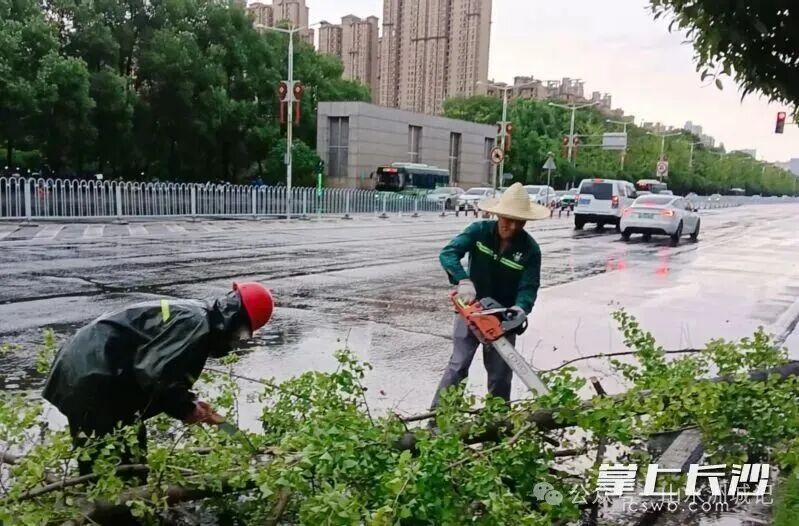 雨停间隙，园林工人正在芙蓉北路上处理倒伏树木。除署名外均为市城管局供图