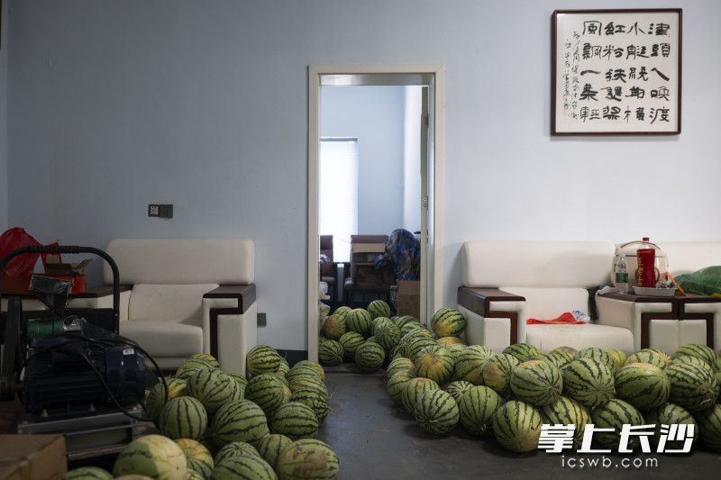 刚采摘的新鲜西瓜，基本可以存放十多天。