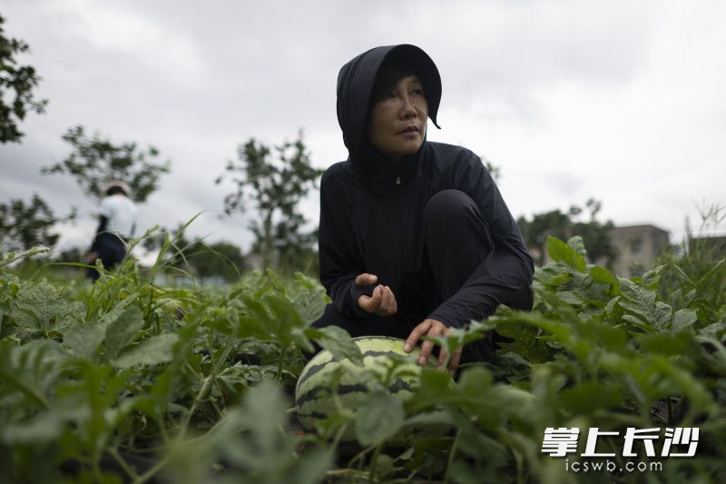蒙绥宁在瓜田里发愁。 均为长沙晚报全媒体记者黄启晴、实习生谢宇航摄