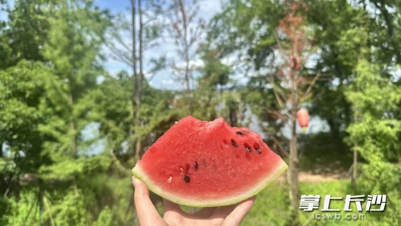 纯天然生长的西瓜，健康原生态。