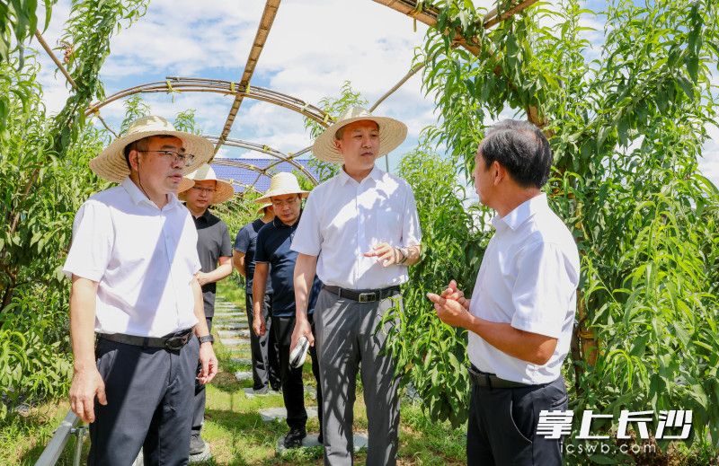 参会人员走进湘禹智慧果园园区考察调研。 均为长沙晚报通讯员李富莲供图