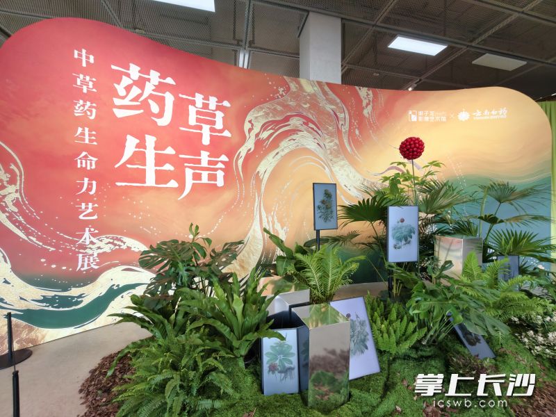 原定于8月2日结束的“药草生声”中草药生命力艺术展将延期开放至8月9日。均为 通讯员 戴子敏 供图