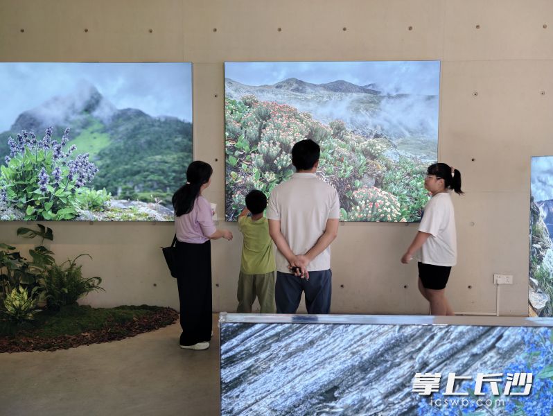 展览自7月23日启幕以来，吸引了不少市民游客前来观看。