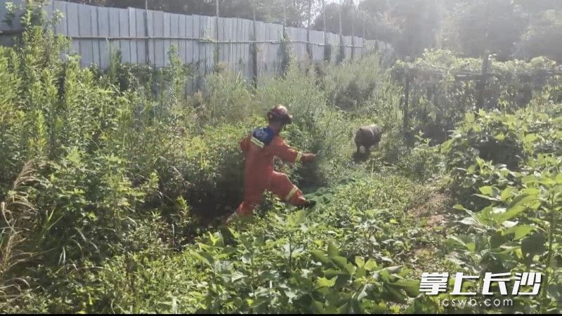 消防员帮忙驱赶野猪。通讯员 王磊 摄 消防员帮忙驱赶野猪。通讯员 王磊 摄