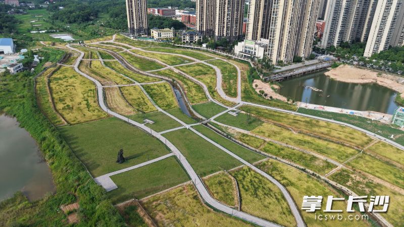 李家湖城市稻田公园日前迎来首季稻谷喜获丰收。图片均为长沙晚报通讯员 余骞 摄