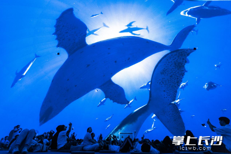 全景裸眼3D球幕影院里，神秘海洋世界就在头顶触手可及。 均为长沙晚报通讯员 毕登 供图