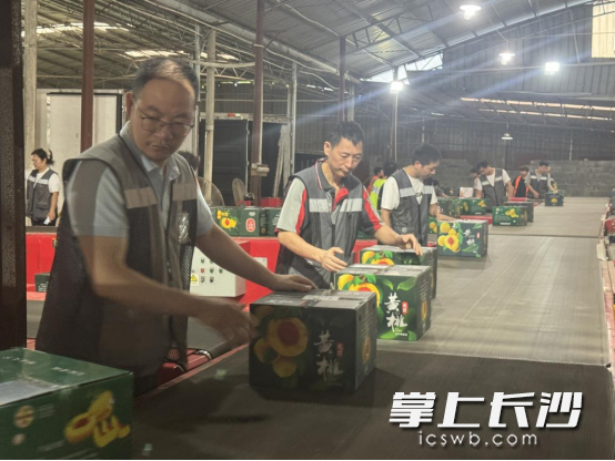 繁忙有序的顺丰黄桃中转场。均为通讯员供图