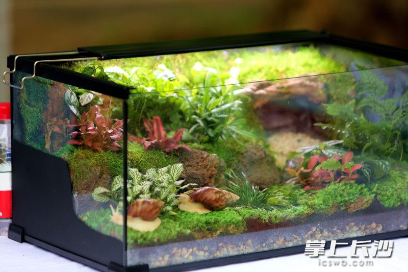 植物故事会让你读懂自然生长的奥秘。