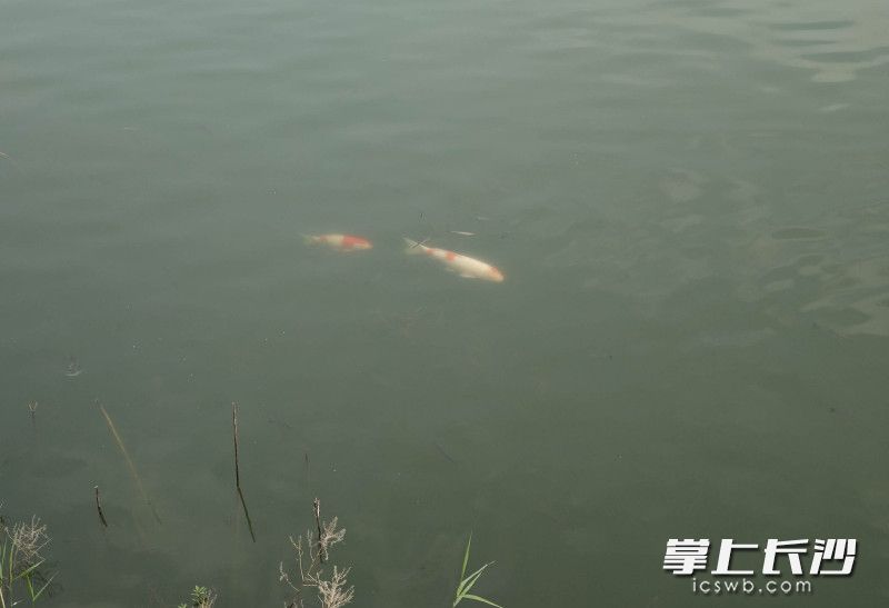 鱼群重现跃进湖。均为长沙晚报全媒体记者 贺文兵 摄