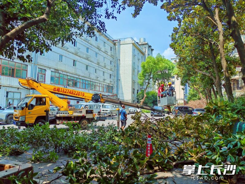 省土畜公司宿舍大院内,工作人员正在清除多余树枝。通讯员供图 省土畜公司宿舍大院内,工作人员正在清除多余树枝。通讯员供图