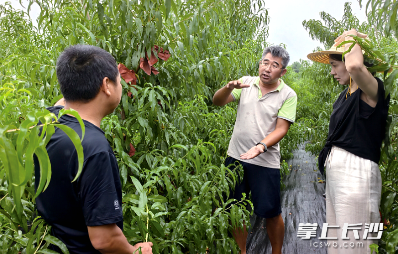 邵铁城在果园传授种植技术。