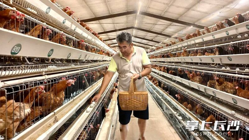 邵铁城在鸡棚捡蛋。均为长沙晚报通讯员 张海湘 贺钰婷 摄影报道