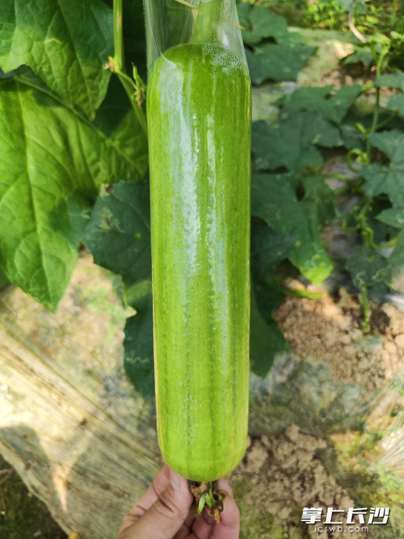 套袋种植的白丝瓜。