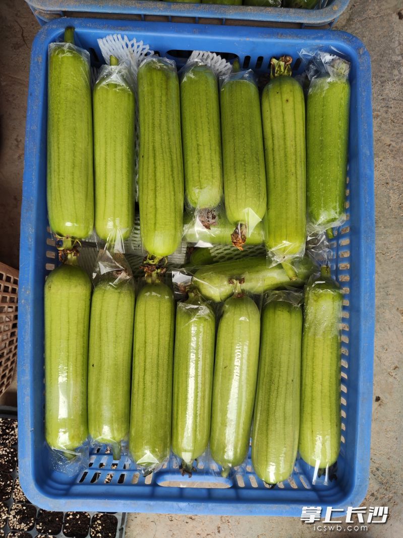 套袋种植后的白丝瓜，运输过程中更好存放。 均为受访者供图