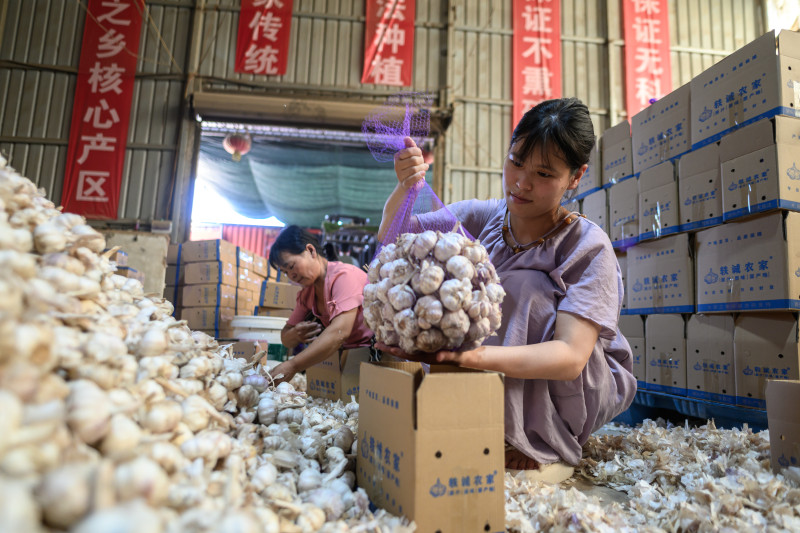 张金建的大蒜仓库里，来自周边乡村的工人们正在打包。均为 通讯员 朱哲 摄
