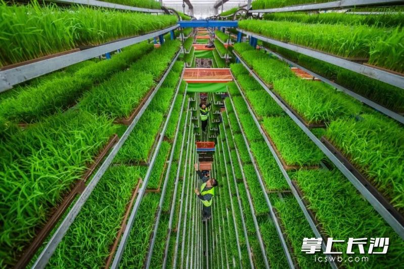 长沙县春华镇，开拓农业科技智能育秧新赛道。 谢望东 摄