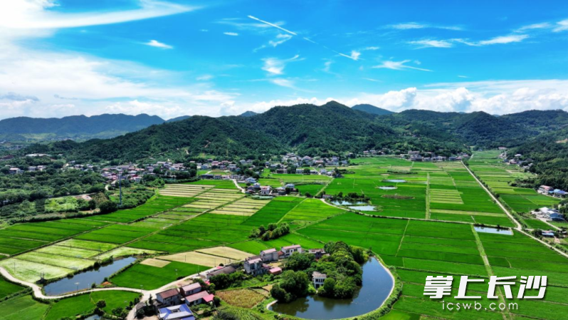 天心区暮云街道，无花果种植基地航拍图。 曹福新 摄