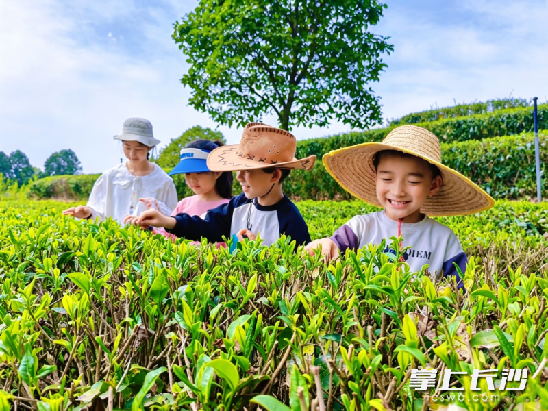 长沙县金井镇，清明雨歇，茶山吐翠。孩子们在茶园里触摸春意，以茶兴镇的故事，正从这抹新绿里娓娓道来。 杨媚 摄