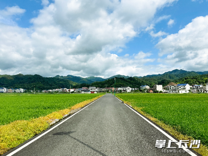 浏阳市永和镇，乡间公路纵贯稻海，长路向着青山延伸，一路尽览田园风光。 邵纪龙 摄
