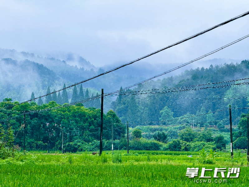 浏阳市小河乡，雨后云雾缠绕层叠山林，翠林与稻田相映，山野氤氲着静谧诗意。 邵纪龙 摄