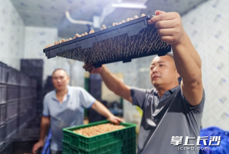 车间内全程保持恒温恒湿环境，采用水培进行立体化生产，不使用任何农药和化肥。