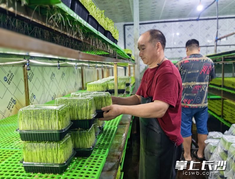 工人们在包装豌豆苗。均为长沙晚报全媒体记者 周游 摄