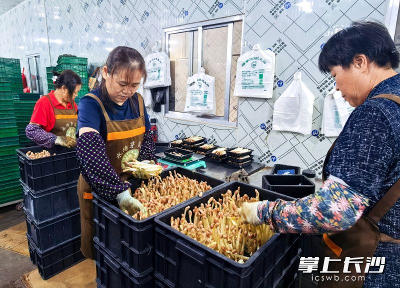 工人们在车间包装花生芽。