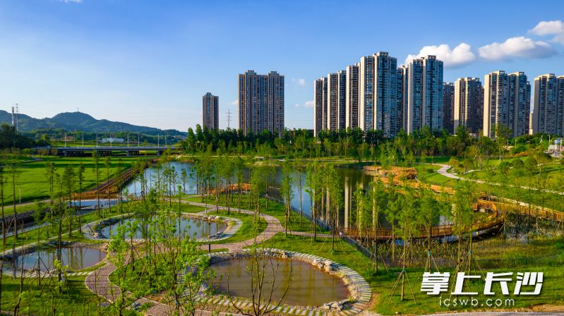 李家湖城市稻田公园。 受访者供图