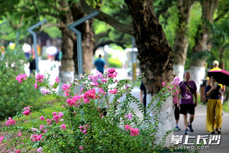 烈士公园紫薇花绚烂开放，等你来赏。 均为长沙晚报全媒体记者贺文兵摄