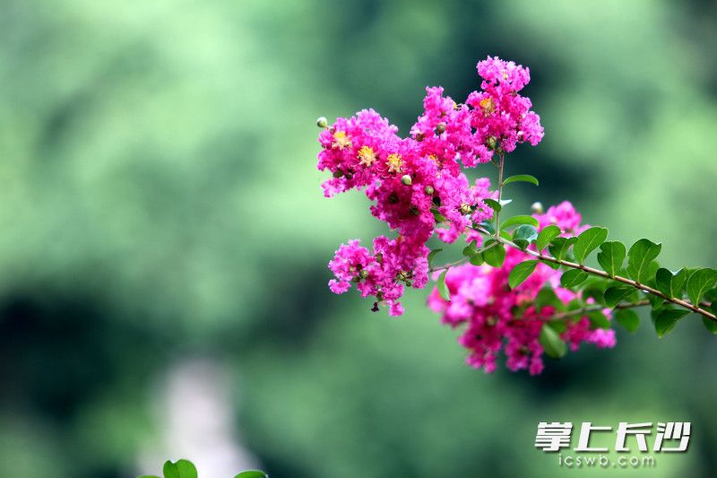 在光影浸润下，紫红的花簇化作半通透的绸缎。