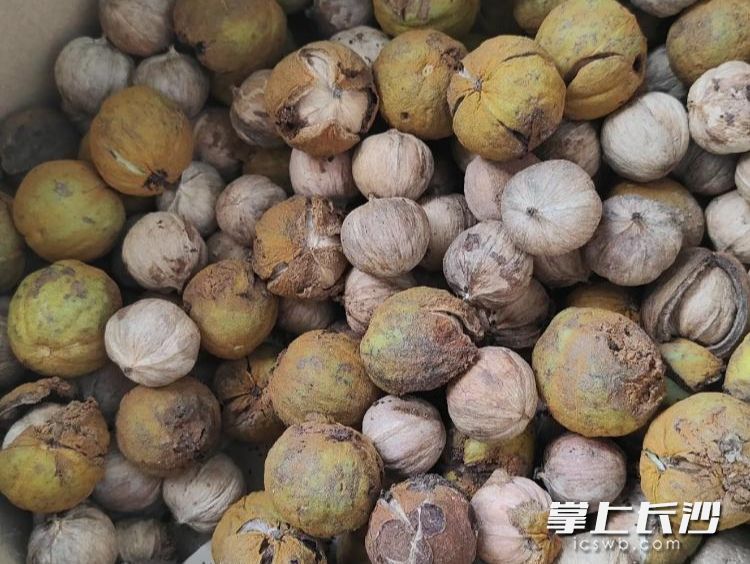 采收下来带青皮的沅陵山核桃鲜果。