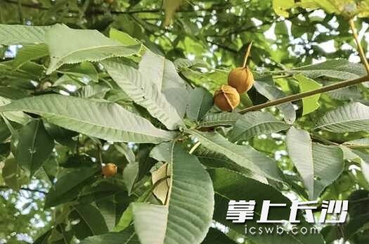 沅陵山核桃挂在枝头。均为园区供图