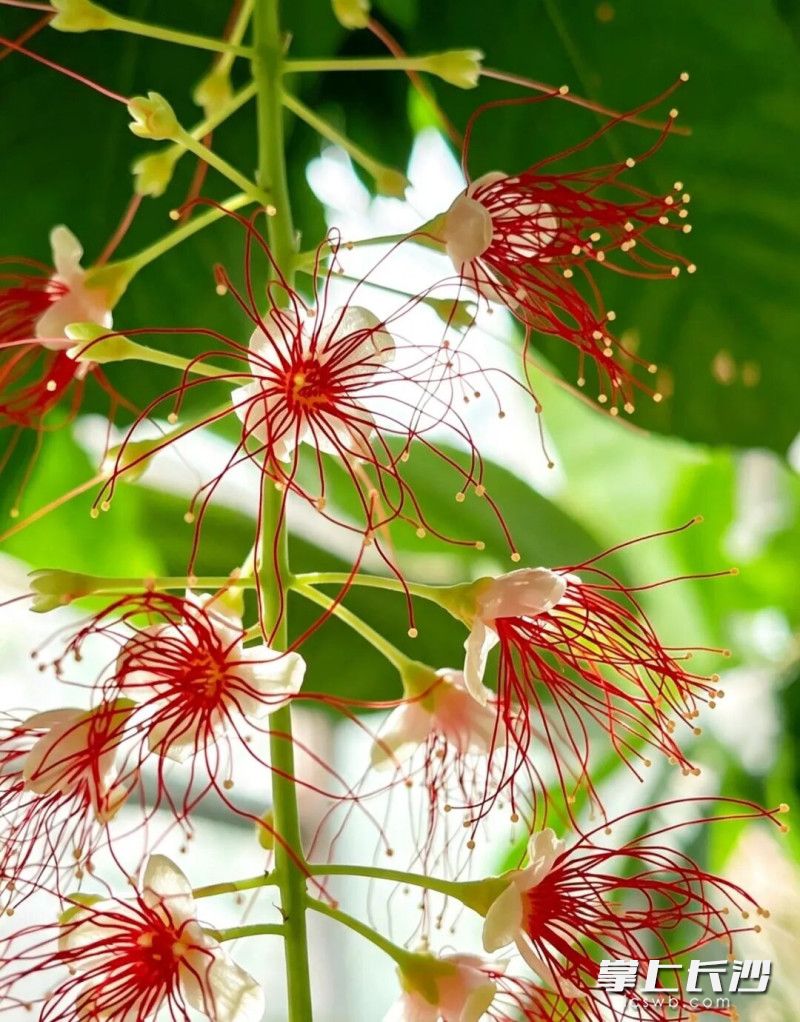 红花玉蕊拥有独特的植物生物钟，每日下午四五点绽放。