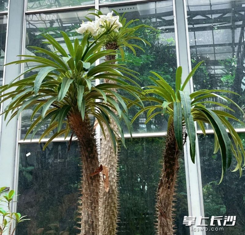 狼牙棒园艺俗称亚阿相界，原产于马达加斯加。均为长沙晚报通讯员 杨畅 摄
