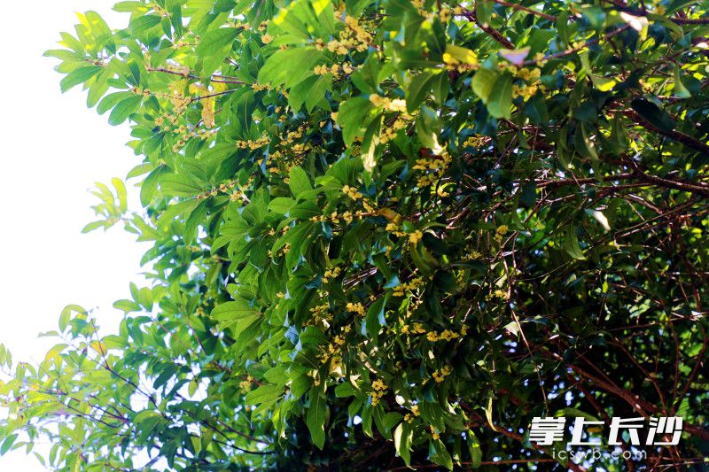 省植物园45亩桂花进入花期。