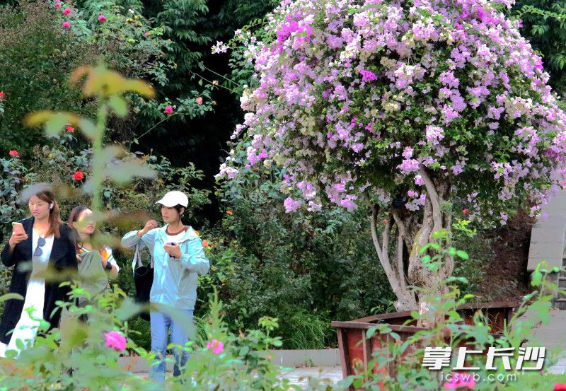 虽已秋日，但植物园仍是“花枝俏”。均为通讯员 彭炜 摄