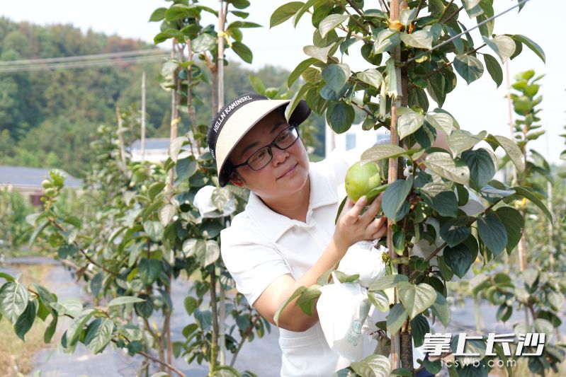 邓湘君在果园查看果实长势。均为 湘江早报全媒体记者 范龙贵 摄