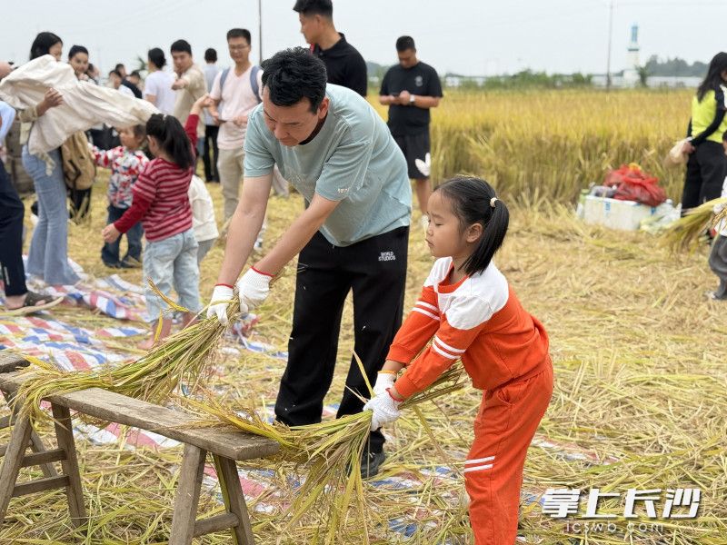 家长和孩子们一起体验古法打稻。