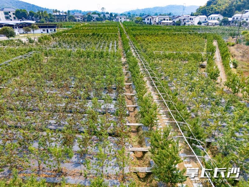 果园采用"主干分层形"密植，一亩220株，约为传统果园的4倍。