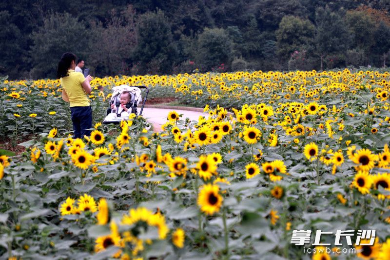 省植物园9个品种、7万余株向日葵连片绽放。均为长沙晚报全媒体记者贺文兵摄