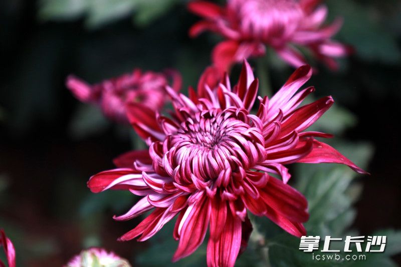 菊花绽放。