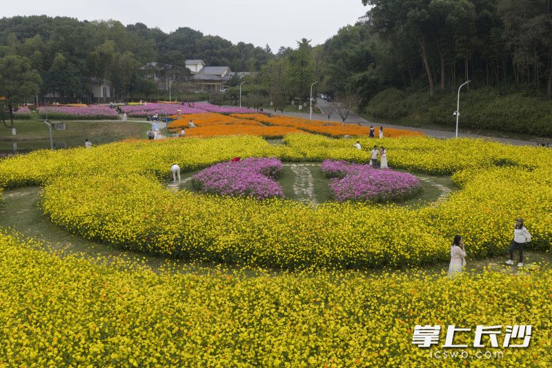 9月30日，长沙园林生态园近2万平方米花海迎来全面盛花期。均为 长沙晚报全媒体记者 黄启晴 摄
