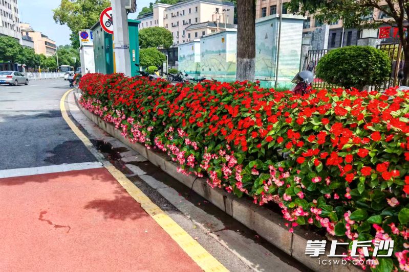 鲜艳的花卉，让湘江新区的街头更有节日的氛围感。湘江早报全媒体记者 黄荣佳 摄