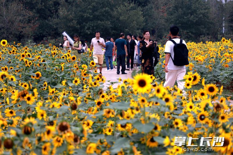 游人在花海中赏花打卡。 均为长沙晚报全媒体记者贺文兵、通讯员彭炜摄
