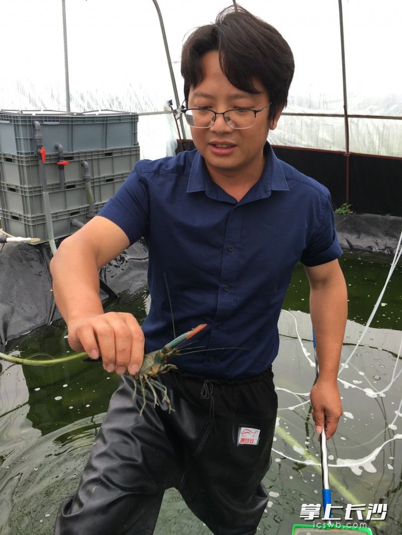 叶传剑正在繁育池检查种虾情况。长沙晚报全媒体记者 洪虹 摄