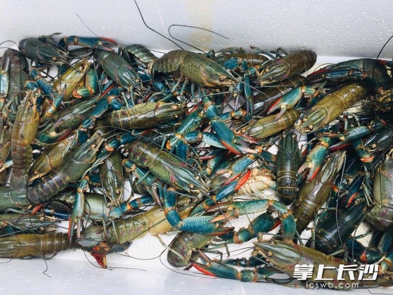 刚打捞上来的澳龙。受访者供图